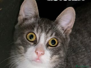 Europeo gatti Agostino un micino dagli occhi magnetici - Annuncio 29