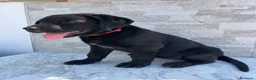 Labrador cani in vendita: Cucciola di Labrador  a Libero consorzio comunale di Agrigento - Annuncio 9