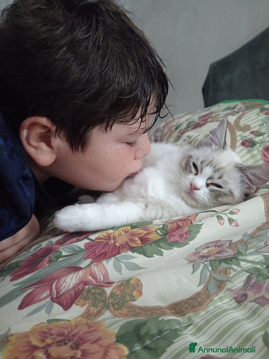 Ragdoll gatti in vendita: Ragdoll con Pedigree  - Annuncio 3