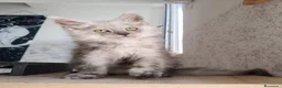 Maine Coon gatti in vendita: Cucciola Maine Coon Black smoke  - Annuncio 10