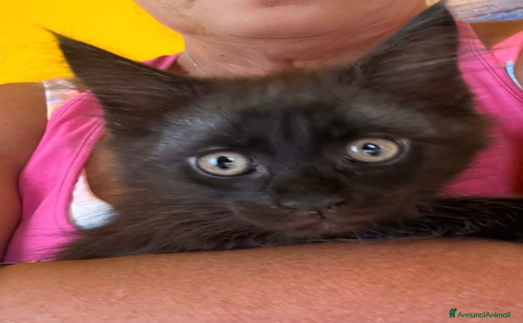 Maine Coon gatti - Annuncio 1