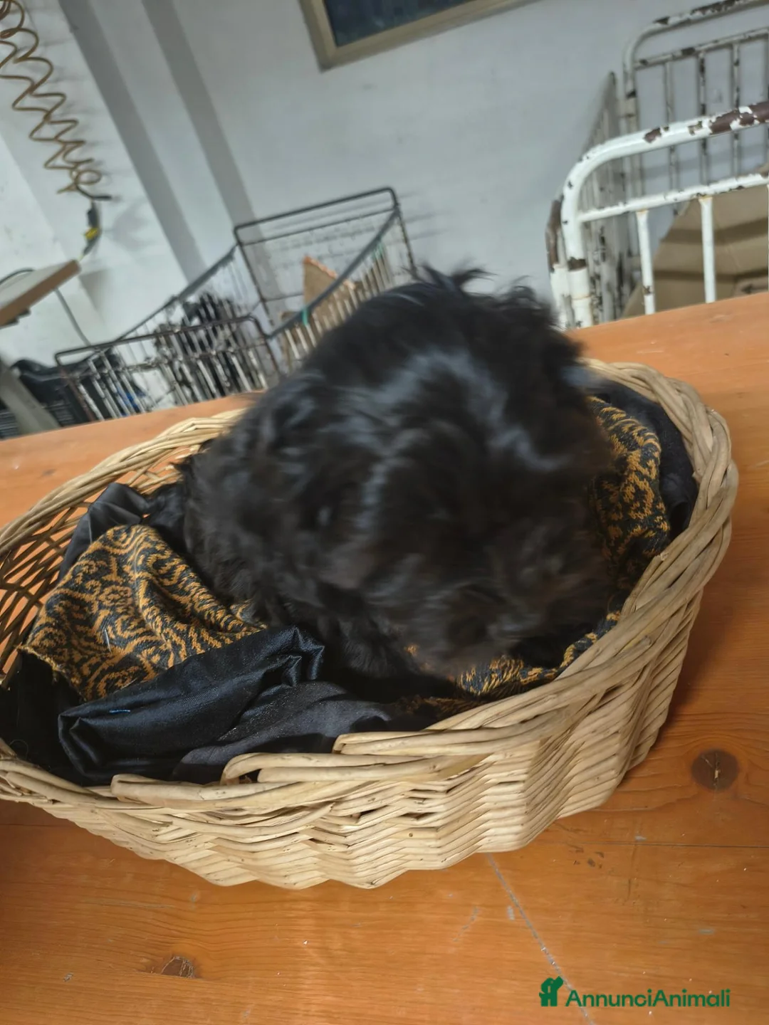 Maltipoo cani in vendita: Maltipo  - Annuncio 6
