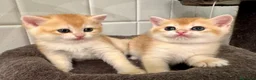 British gatti in vendita: British Shorthair golden chell ny12 - Annuncio 2