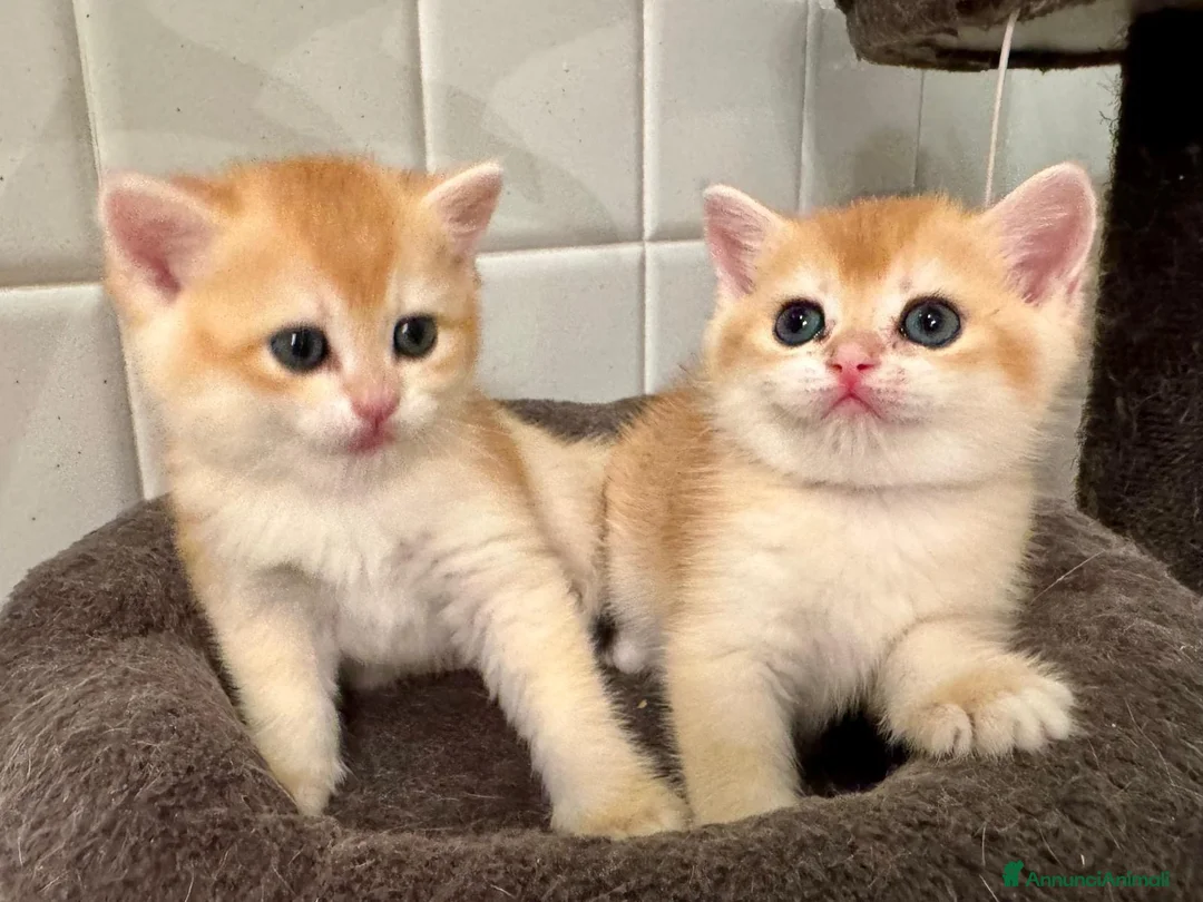 British gatti in vendita: British Shorthair golden chell ny12 - Annuncio 2