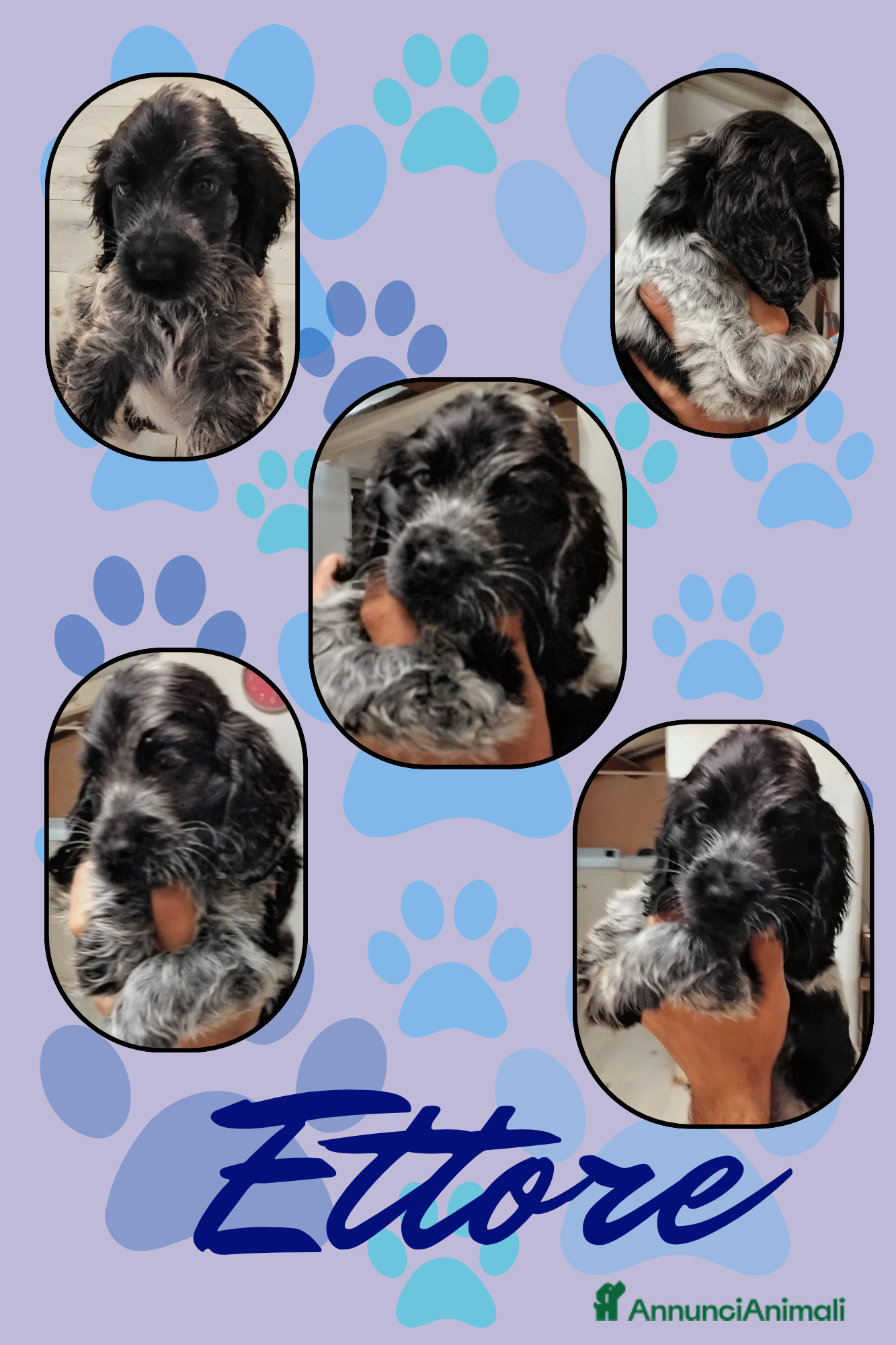 Cocker cani Cuccioli cocker spaniel inglese Blu roano  - Annuncio 1