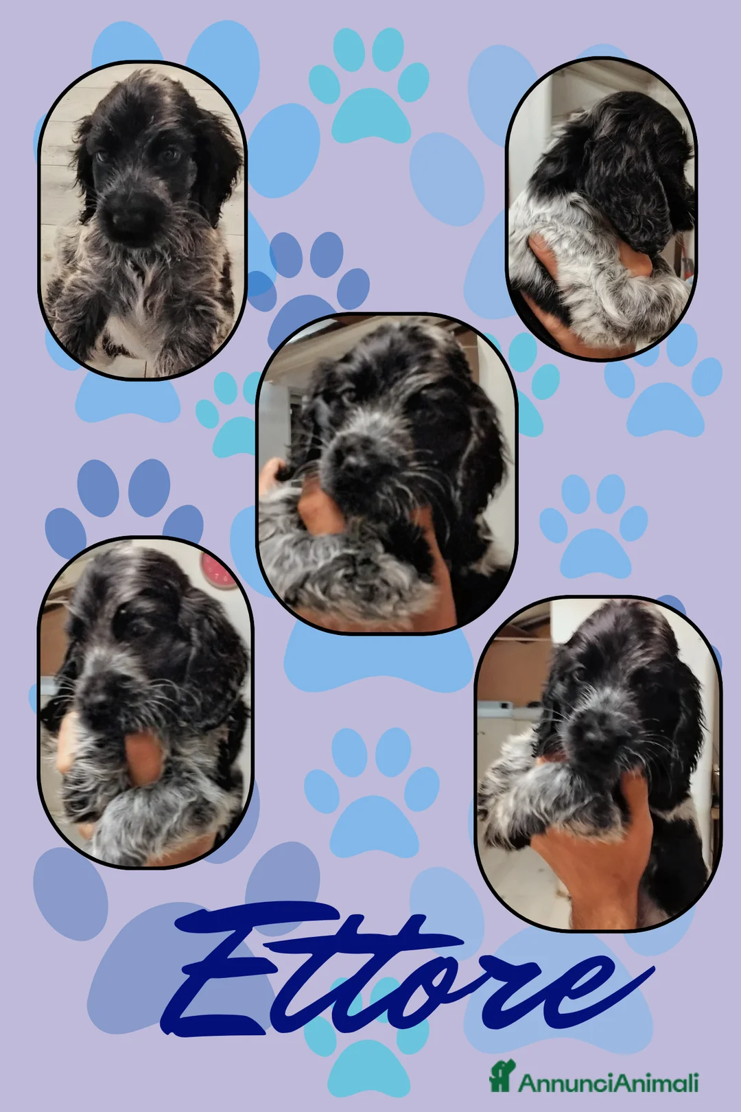 Cocker cani in vendita: Cuccioli cocker spaniel inglese Blu roano  - Annuncio 1