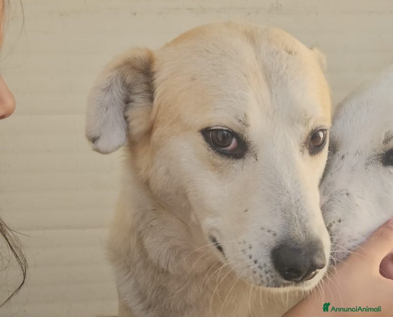 Meticcio cani Gerry: equilibrato, docile, socievole  - Annuncio 31