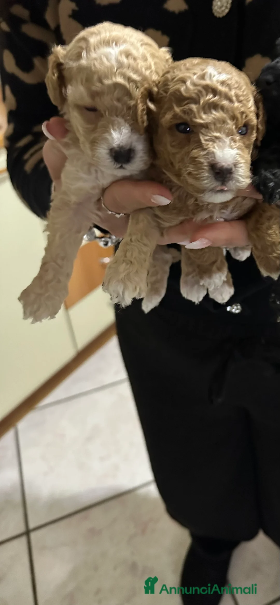 Barboncino Toy cani in vendita: Barboncini Toy  - Annuncio 9