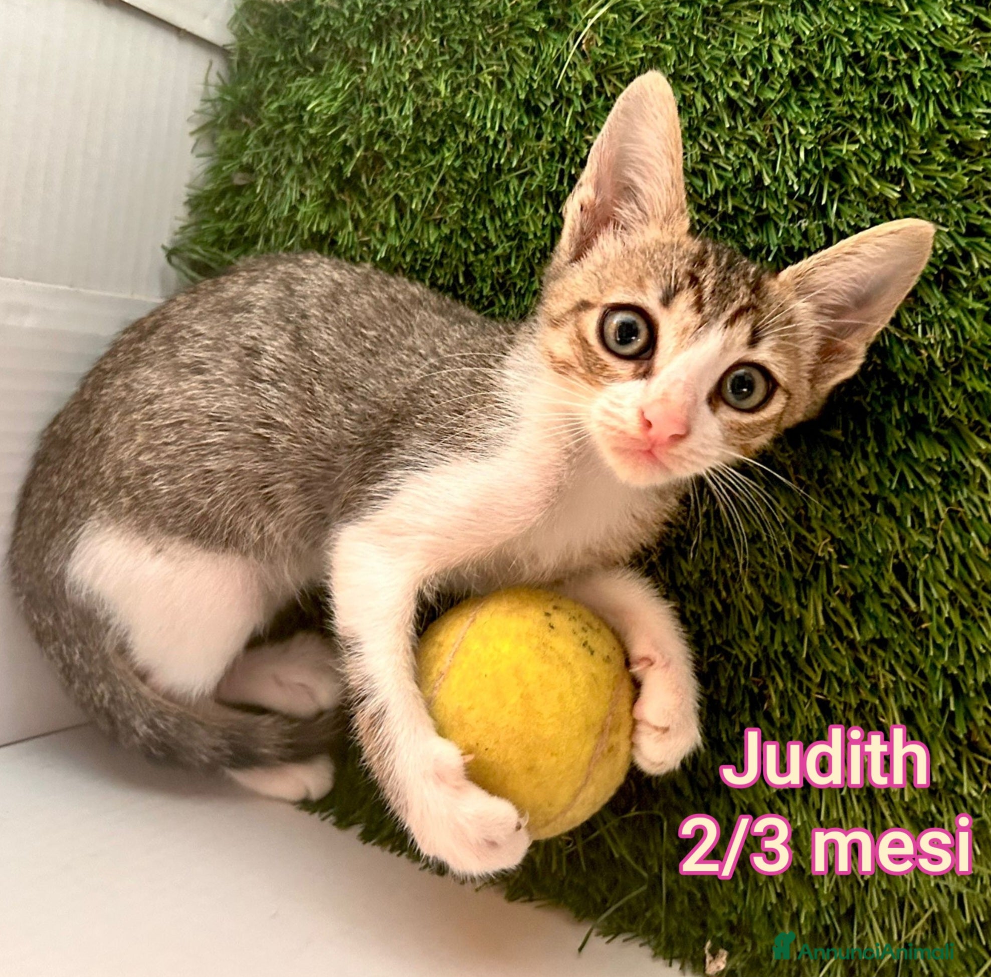 Meticcio gatti MICINI: SIAMO AL COLLASSO  - Annuncio 1