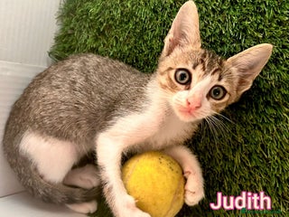 Meticcio gatti MICINI: SIAMO AL COLLASSO - Annuncio 4