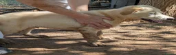 Meticcio cani in regalo: Cuccioli meticci cercano casa - Annuncio 16
