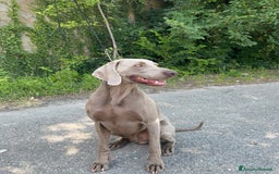 Weimaraner cani in vendita: Mr Blue cerca la sua famiglia perfetta a Provincia di Reggio Emilia - Immagine 10
