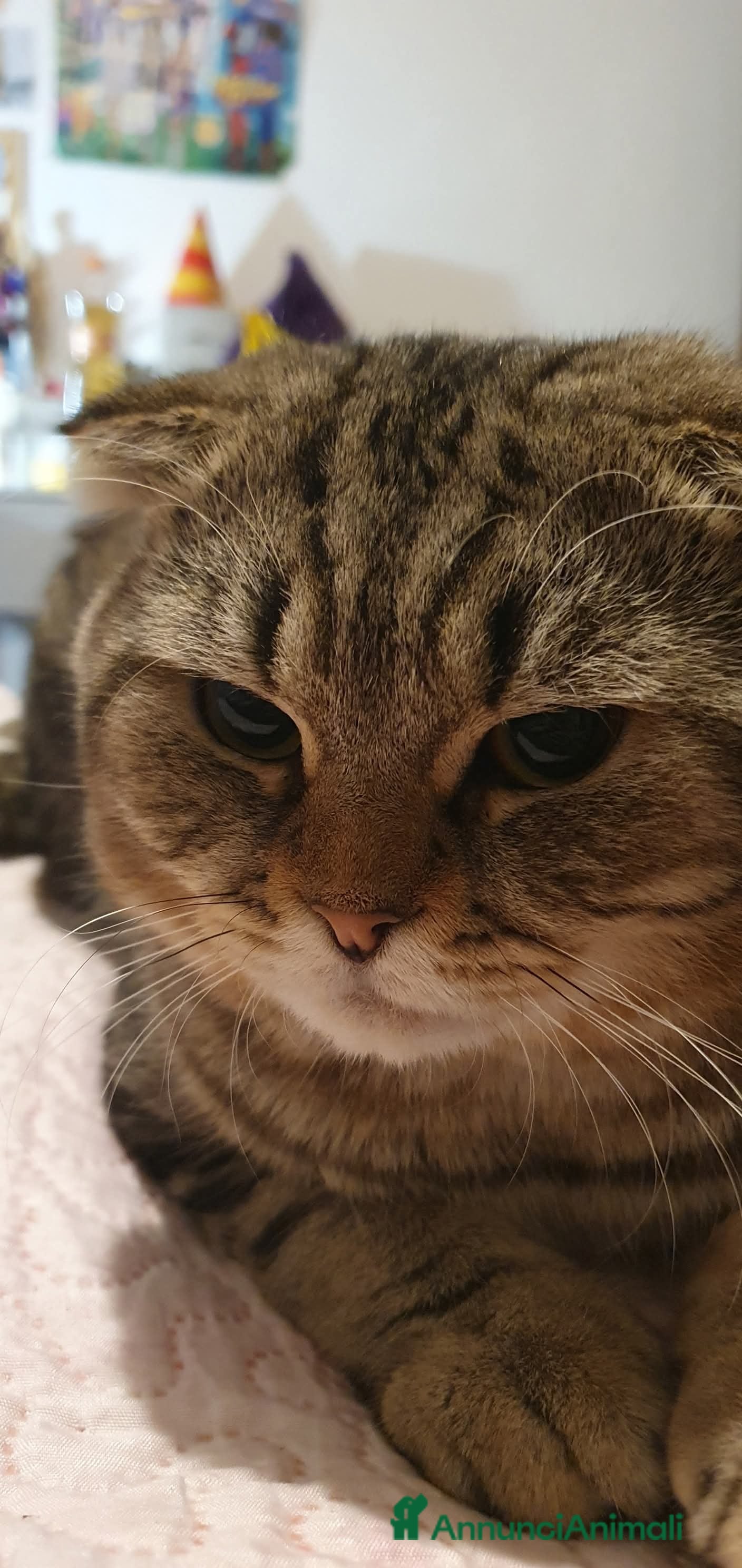 British gatti Accoppiamento  - Annuncio 1