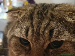 British gatti Accoppiamento - Annuncio 1