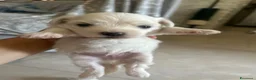 Maltese cani in vendita: Vendo maltesi - Annuncio 2
