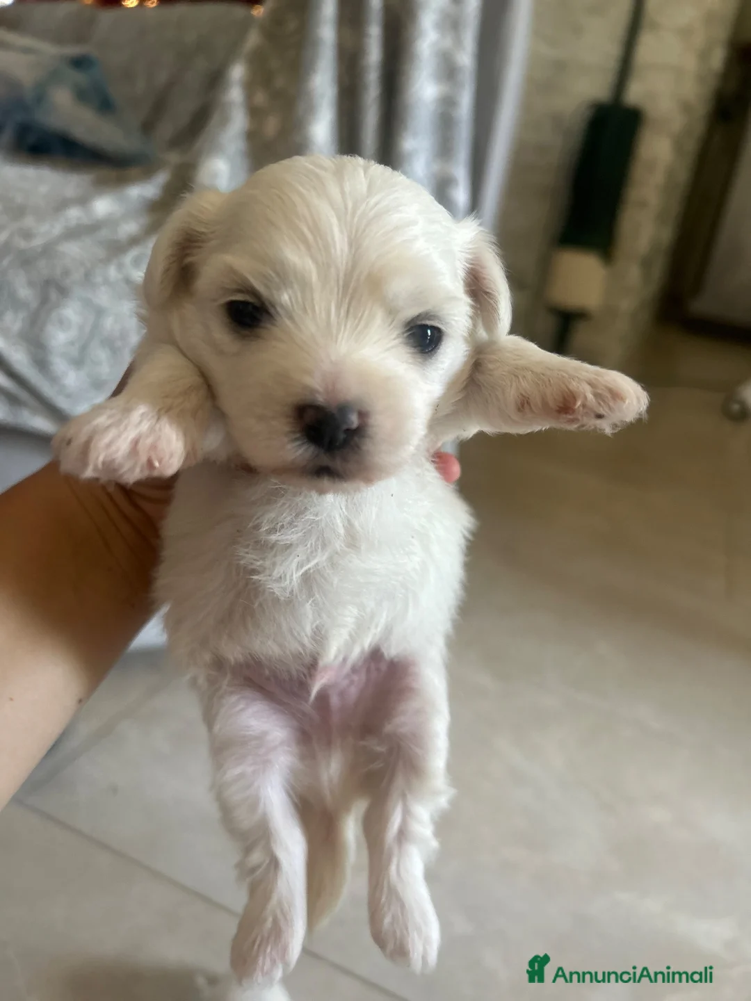 Maltese cani in vendita: Vendo maltesi - Annuncio 2