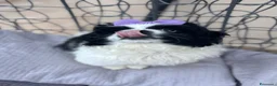 Pechinese cani in vendita: Cucciola femmina pechinese  - Annuncio 2