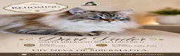 Siberiano gatti in vendita: Gatto siberiano ipoallergenico  - Annuncio 2