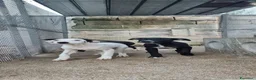 American Staffordshire cani in vendita: Cuccioli Amstaff 250 con pedigree  a Città Metropolitana di Bari - Annuncio 2