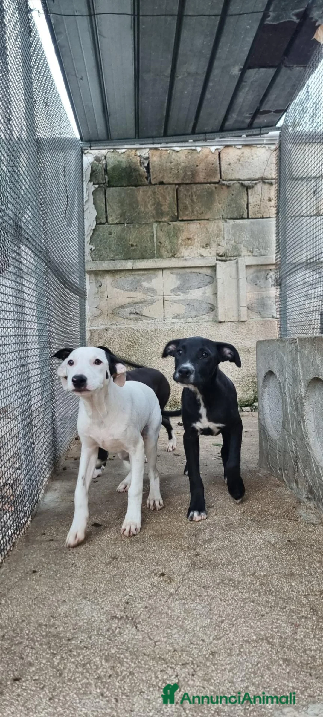American Staffordshire cani in vendita: Cuccioli Amstaff 250 con pedigree  a Città Metropolitana di Bari - Annuncio 2