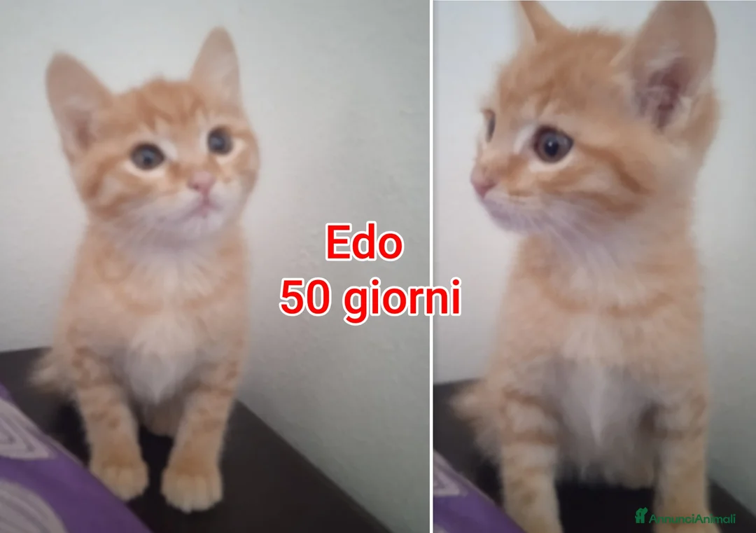 Meticcio gatti in regalo: TANTI MICINI SOLI! a Provincia di Vicenza - Annuncio 1