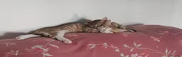Meticcio gatti in regalo: Alex e Lucio, adorabili micini - Annuncio 2