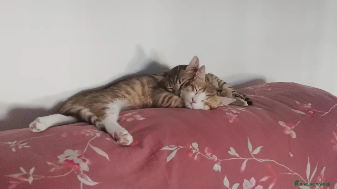 Meticcio gatti in regalo: Alex e Lucio, adorabili micini - Annuncio 2