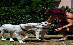 Altre razze cani in regalo: LINK e MAIL, 6 MESI, (01/01/25) a Provincia di Bergamo - Immagine 17