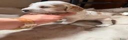 Cocker cani in vendita: Cocker cuccioli a Libero consorzio comunale di Siracusa - Annuncio 5