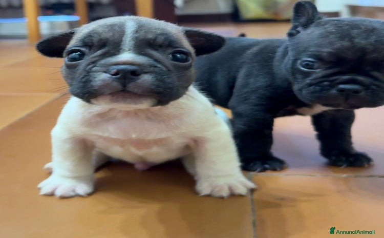 Bulldog Francese cani a Provincia di Varese - Annuncio 5