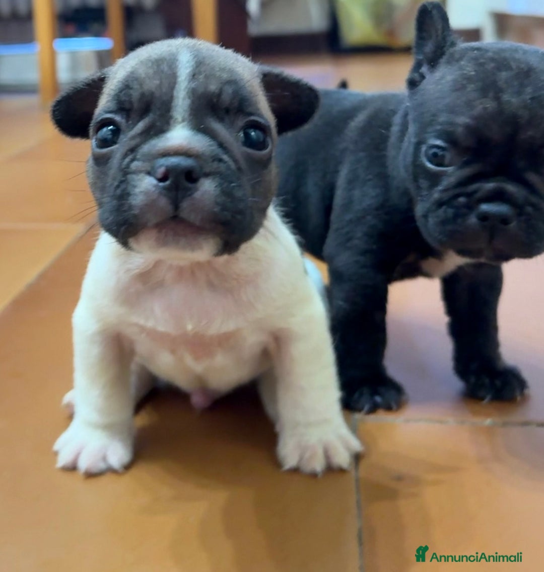 Bulldog Francese cani in vendita: Cuccioli bulldog francese a Provincia di Varese - Immagine 1