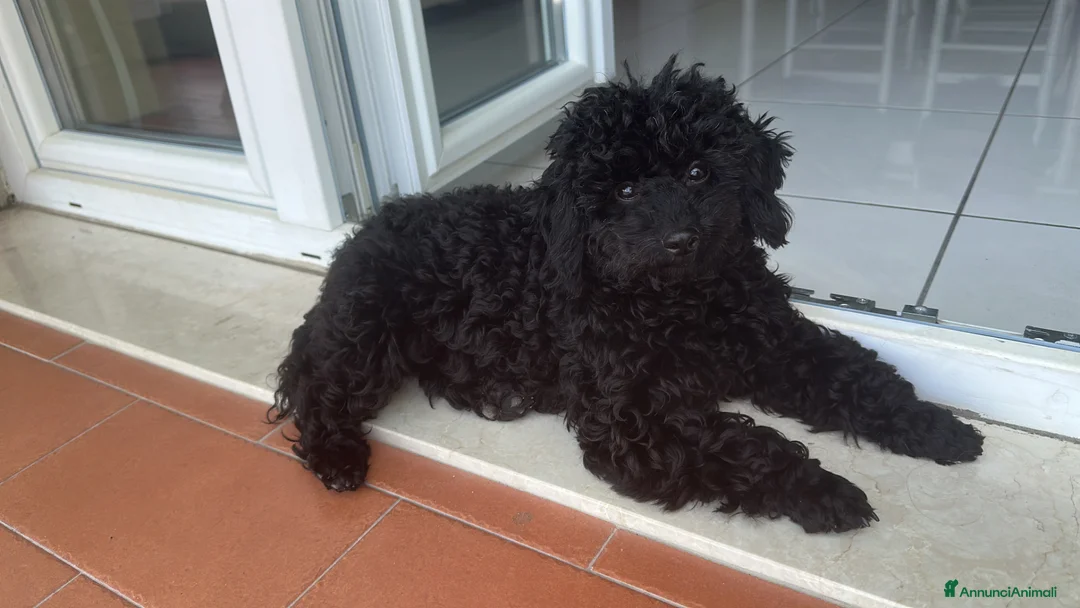 Barboncino Toy cani in vendita: Vendo barboncino toy 11 mesi Nero  - Annuncio 1