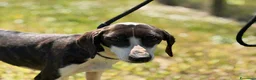 Meticcio cani in regalo: LA DOLCE RUGHETTA HA BISOGNO DI UNA CASA - Annuncio 4