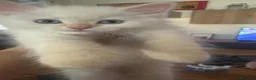 Siberiano gatti in vendita: Splendidi cuccioli siberiani  a Città metropolitana di Milano - Annuncio 2