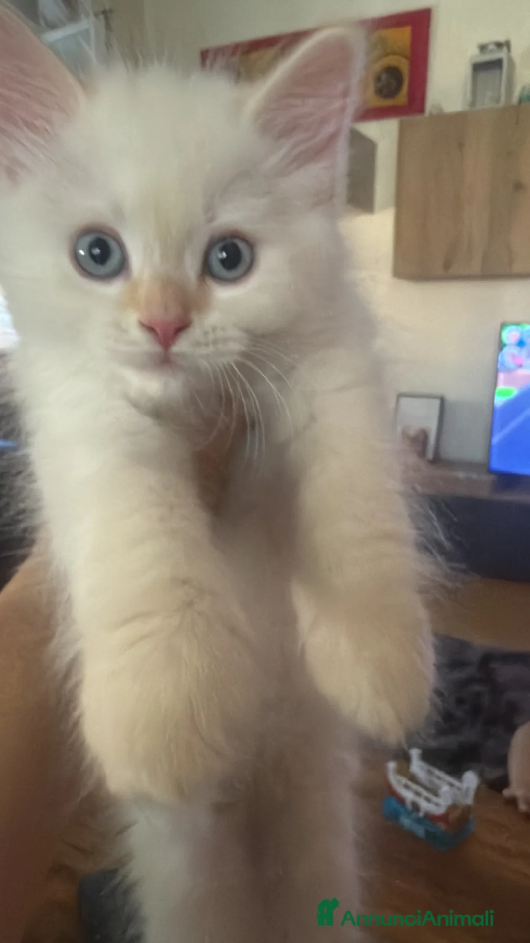 Siberiano gatti in vendita: Splendidi cuccioli siberiani  a Città metropolitana di Milano - Annuncio 2
