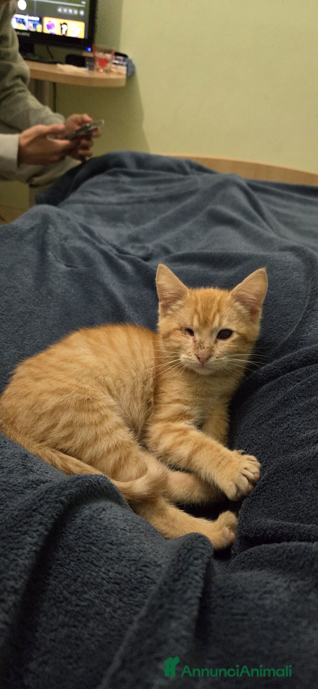 Altre razze gatti in regalo: GATTINI SPECIALI  - Annuncio 3