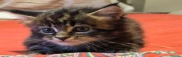Maine Coon gatti in vendita: Vendo cuccio Maine Coon senza pedigree - Annuncio 11