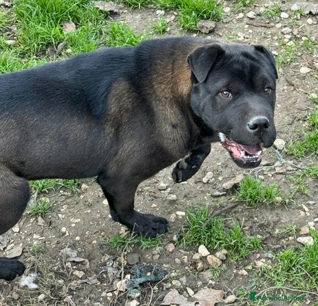 Shar Pei cani in regalo: Puma sharpei di 9 mesi - Annuncio 4