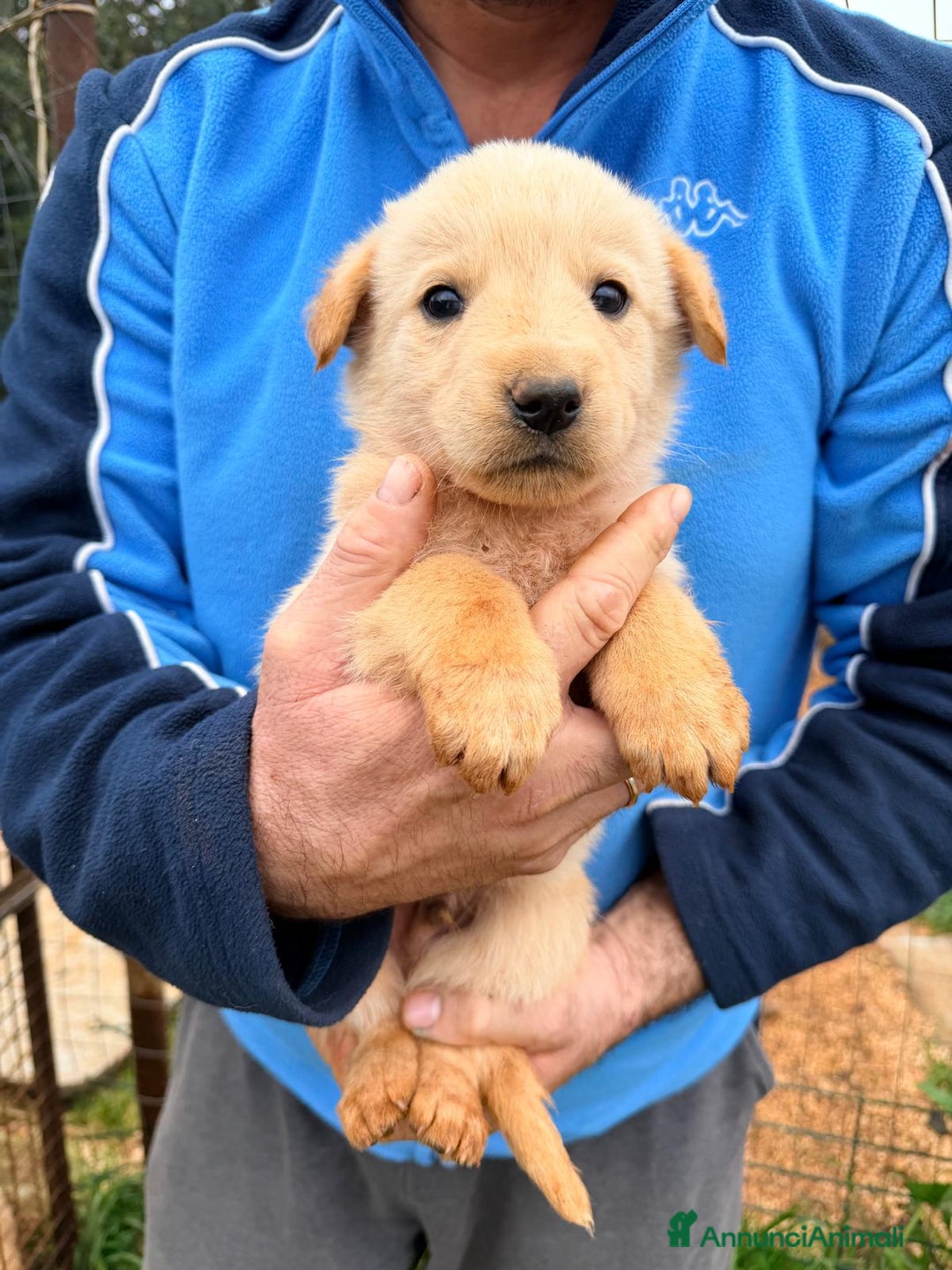 Meticcio cani in regalo: "Piccoli orsetti" in cerca di amore  - Annuncio 7