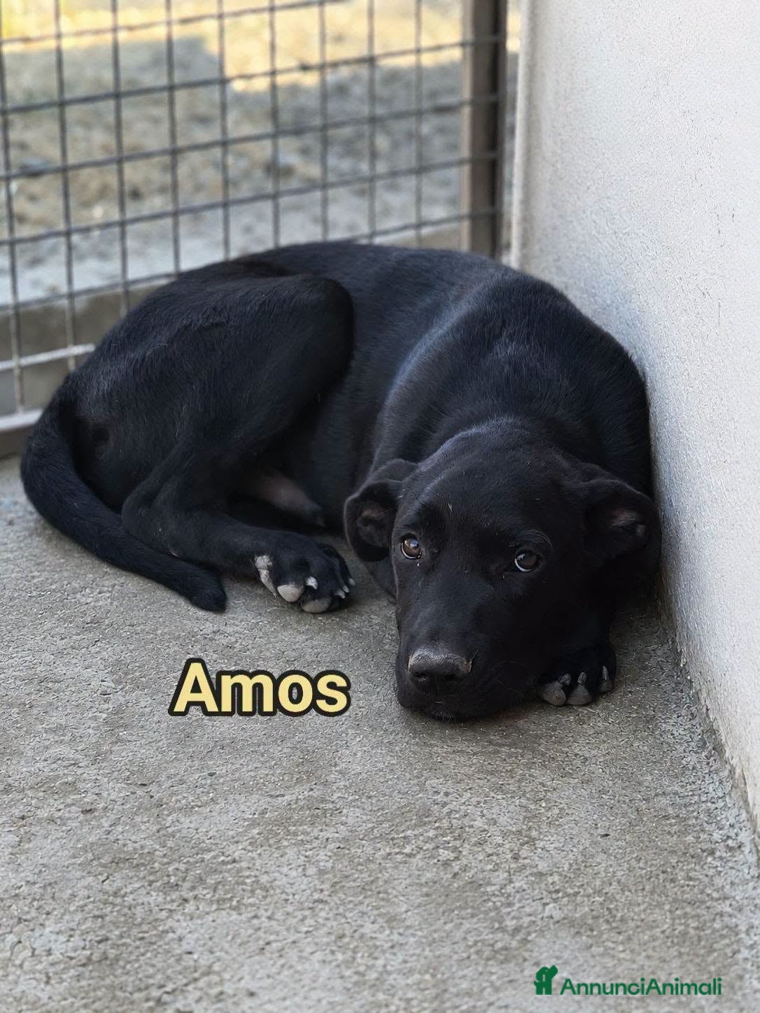 Pitbull cani Amos mix pitbull - Annuncio 1