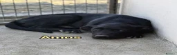 Pitbull cani in regalo: Amos mix pitbull - Annuncio 1