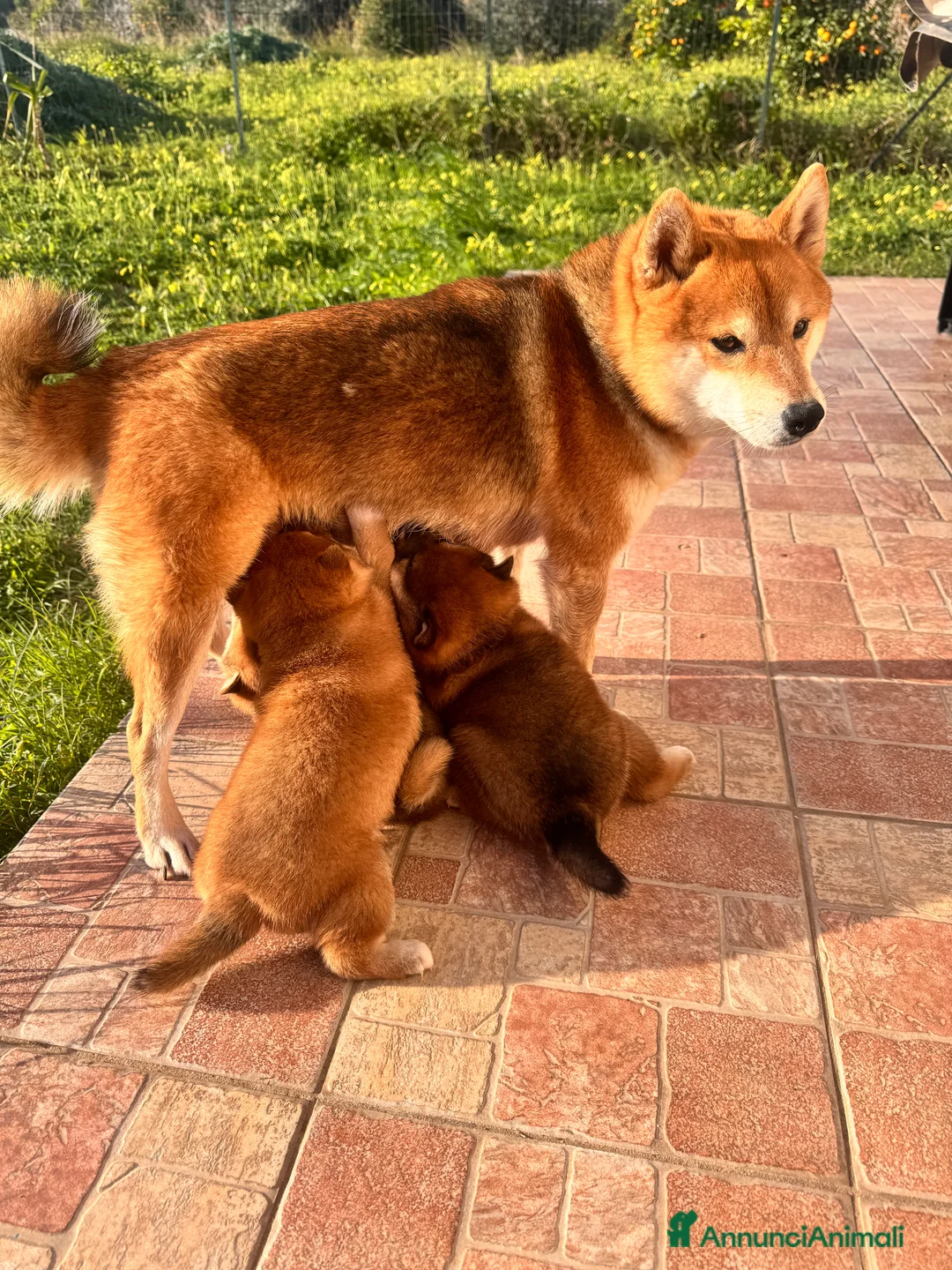 Shiba Inu cani in vendita: Shiba inu con pedigree  - Annuncio 9