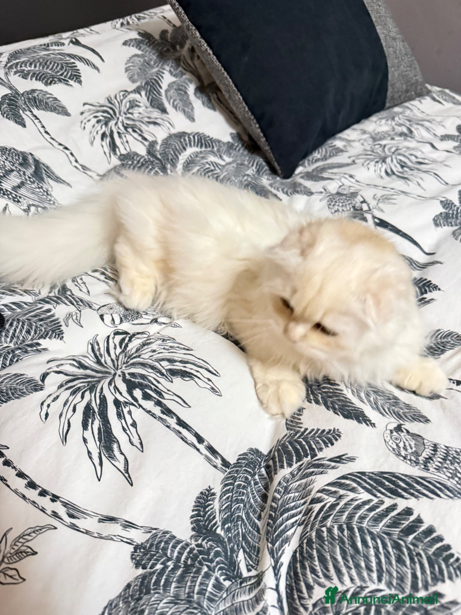 Scottish gatti in vendita:  Femmina Scottish Longhaier Gold con pedigree WCF  - Annuncio 5
