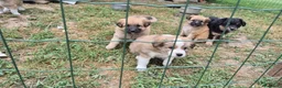 Meticcio cani in regalo: Regalo cuccioli - Annuncio 13