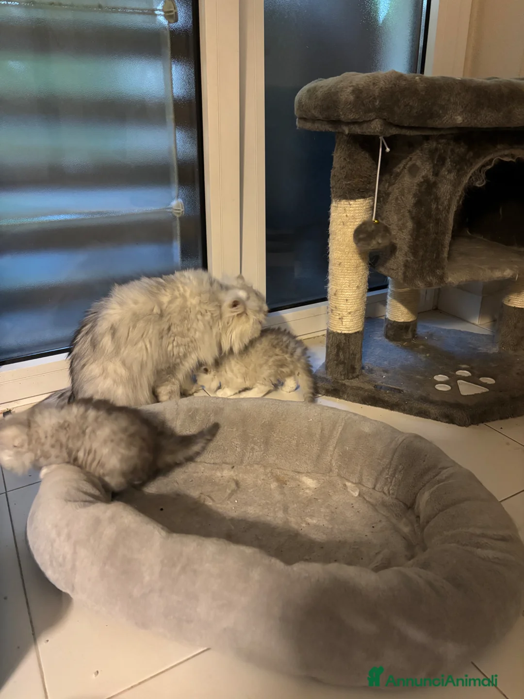 Persiano gatti in vendita: Gattini cuccioli Persiano - Annuncio 7