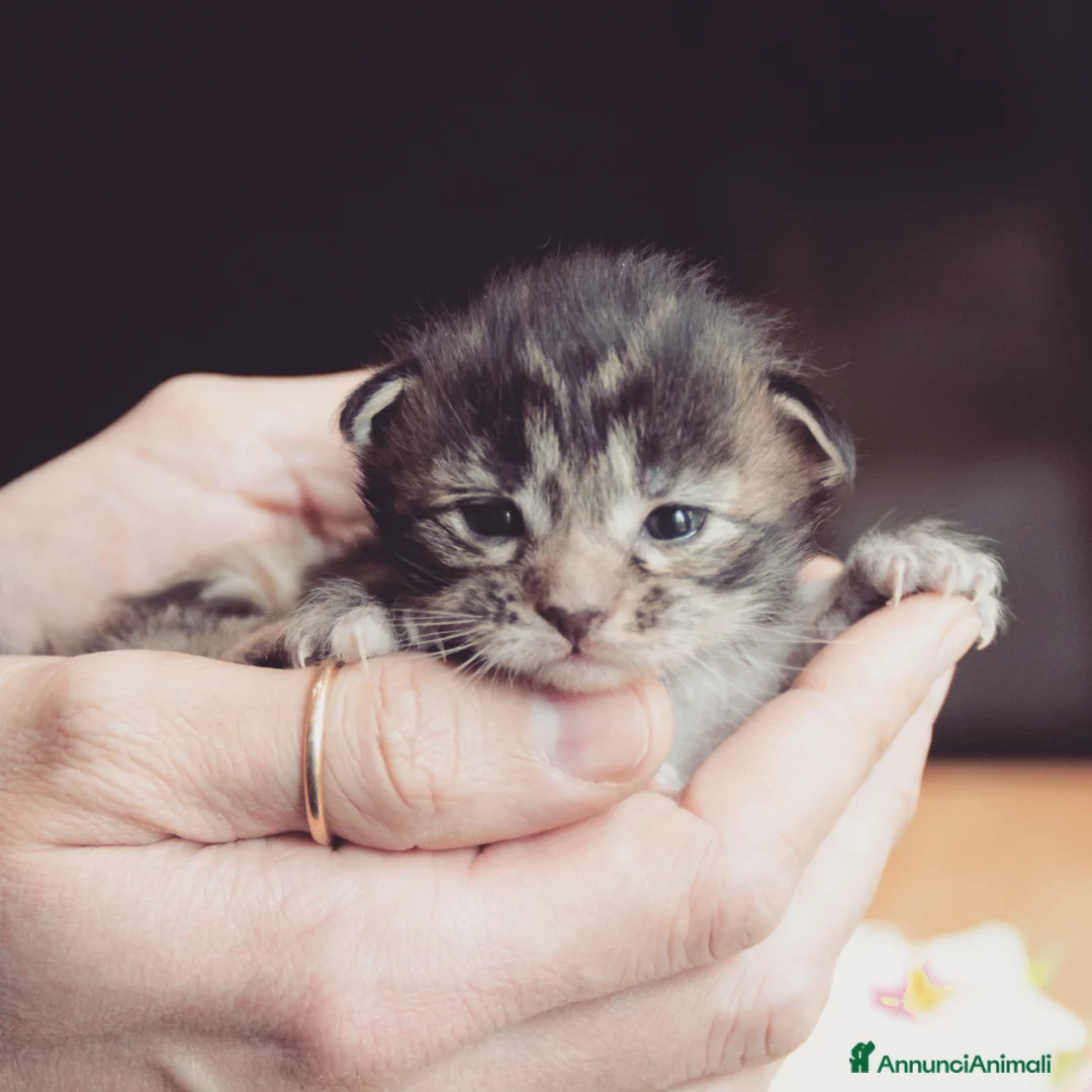 Immagine della galleria {{count}}