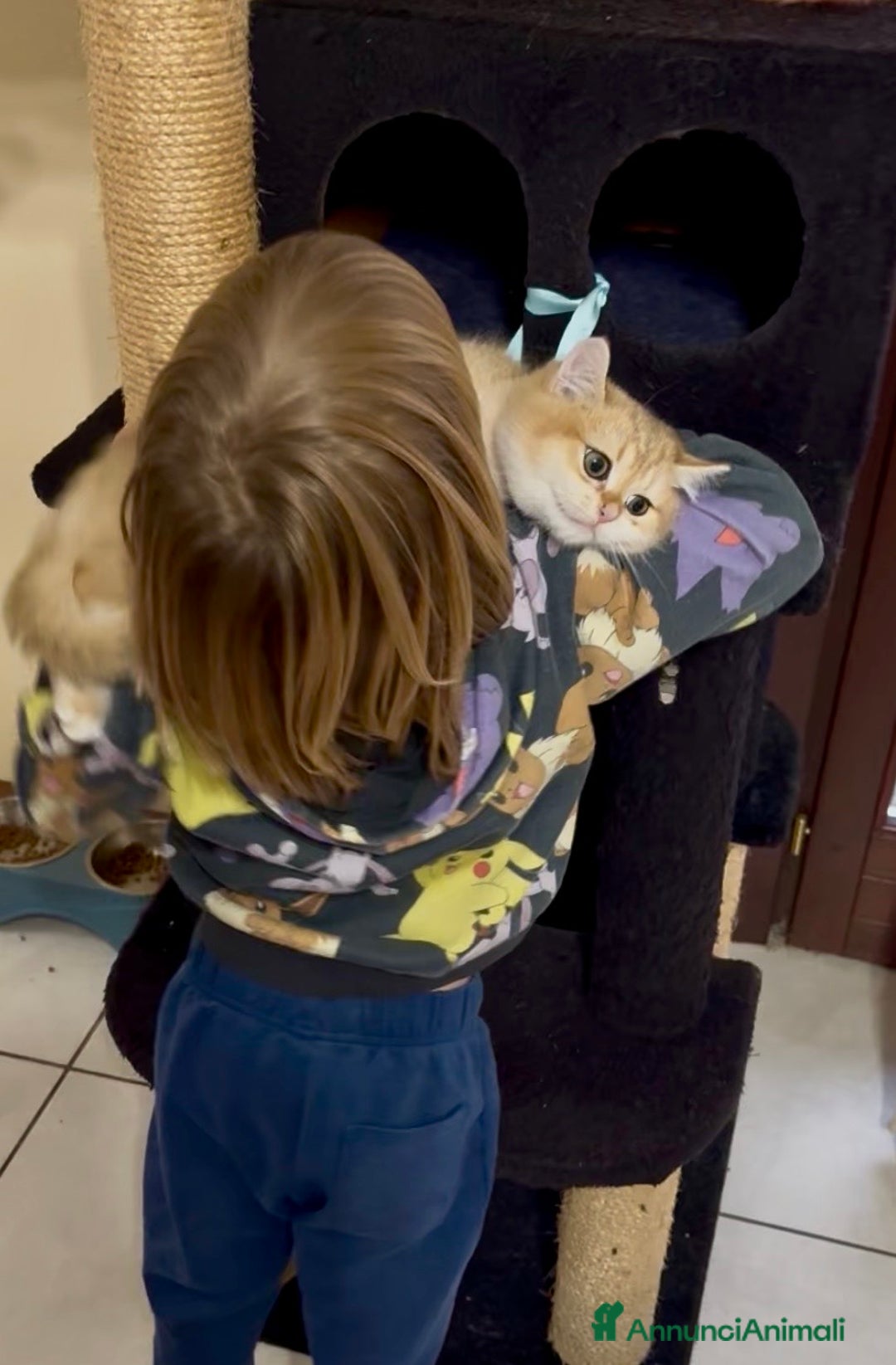 British gatti in vendita: Cucciolo british golden con pedigree  - Annuncio 8