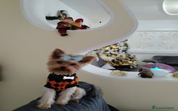 Yorkshire cani per accoppiamento: Maschio Yorkshire Toy per accoppiamento a Provincia di Brescia - Annuncio 6