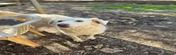 Meticcio cani in regalo: Bijoux e Tobia fratelli bravi e inseparabili - Annuncio 9
