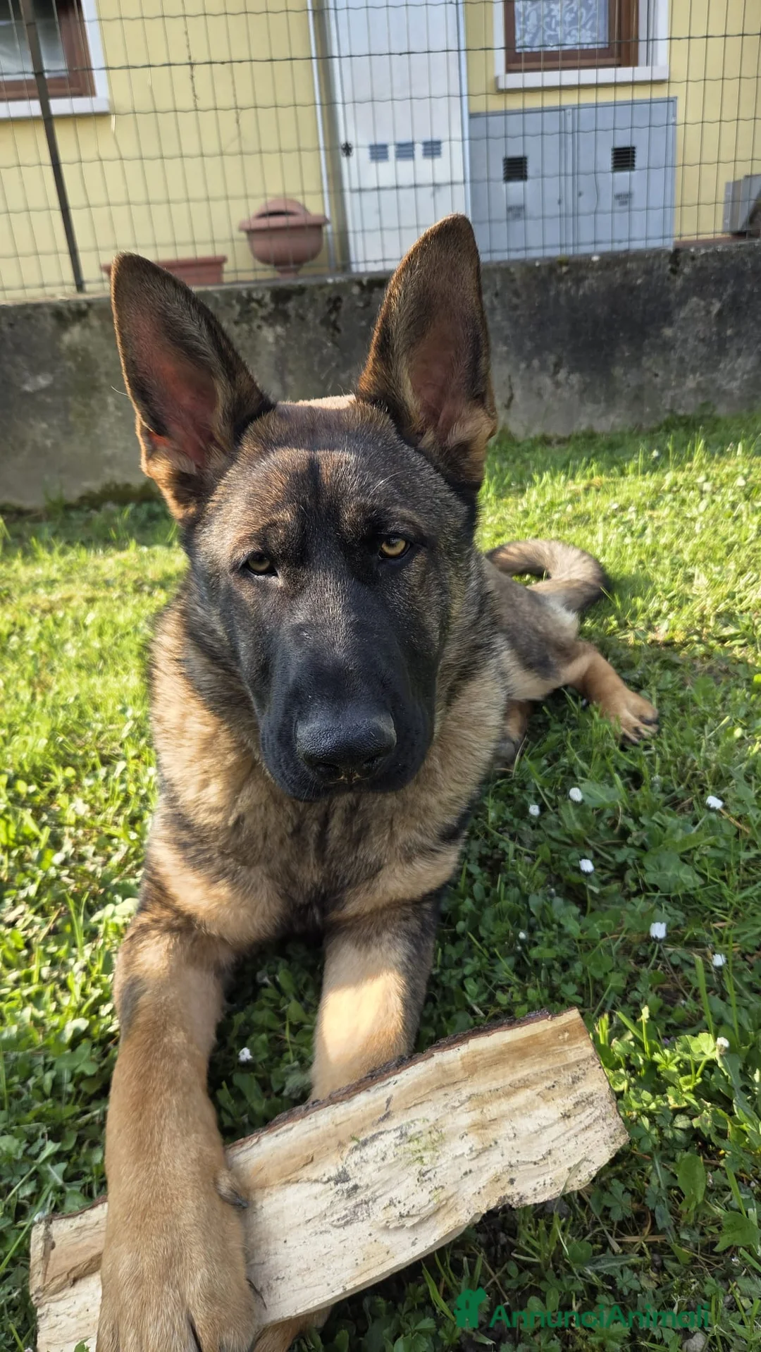 Pastore Tedesco cani in vendita: Pastore Tedesco Grigione - Annuncio 1